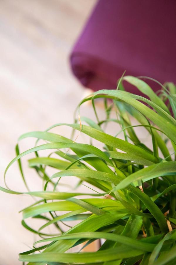 Périgueux Le Chic & Familial, 2 Chambres, Ideal Familles & Pros מראה חיצוני תמונה
